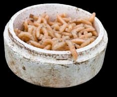 Fresh maggot