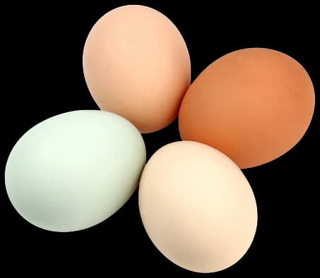 Telur ayam kampung